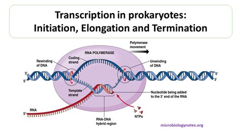 Transcription In Prokaryotes Initiation Elongation And Termination Prokaryotes Dna