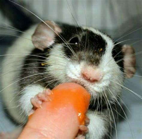 We discuss anything related to howard stern. maycintadamayantixibb: Beetlejuice What Is A Carrot
