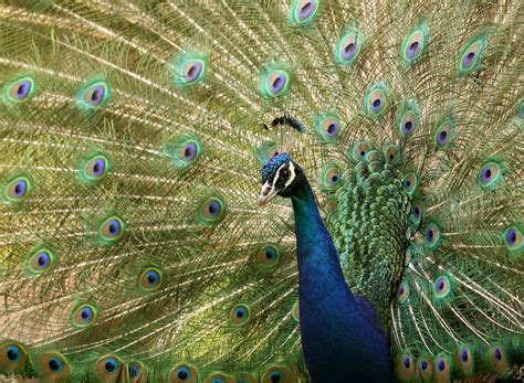 Get to know peacocks better. Before mating with peacocks, females check out males' backsides - LA Times