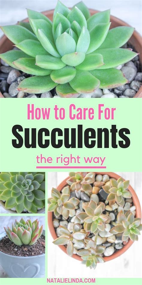 Succulents need to be planted in a soil that holds enough water for them to absorb what they need but for a short duration of time and it should drain out quickly so the roots won't rot. How to Properly Care for Succulents so They Can Thrive ...