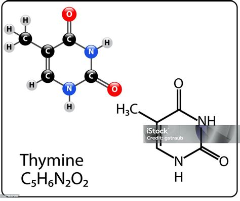 Thymine Molecule Stock Illustration Download Image Now Abstract Artificial Atom Istock