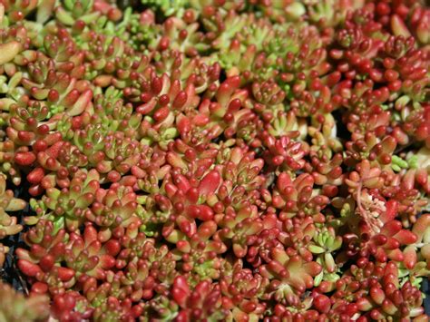 Coral Carpet Sedum Plant Library Pahls Market Apple Valley Mn