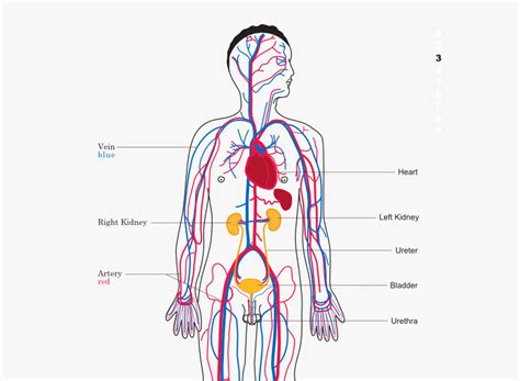 Printiable Mape Of Arteries And Viens Vein Chart For Shooting Up