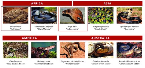 Ten Of The Most Dangerous Snake Species In The World Download