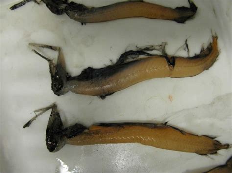 Unidentified Fish With Long Beak Like Snouts Photo Pictures And Images