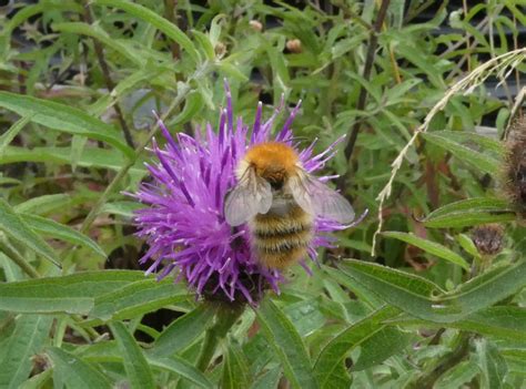 The North East Bee Hunt Summer Highlights Natural History Society Of