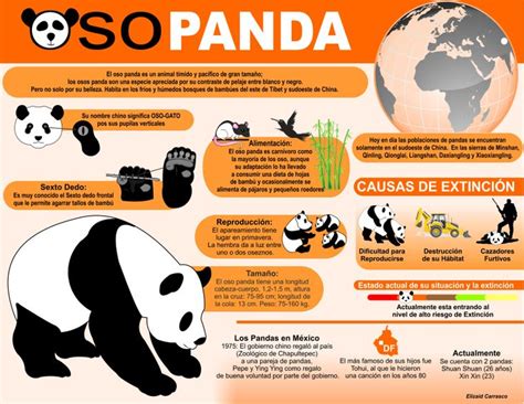 Infografía Oso Panda Oso Panda Panda Osos Pandas Dibujo