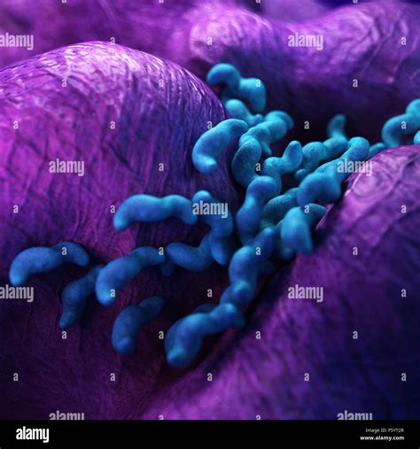 Medical Bacteria Illustration Of The Campylobacter Stock Photo Alamy