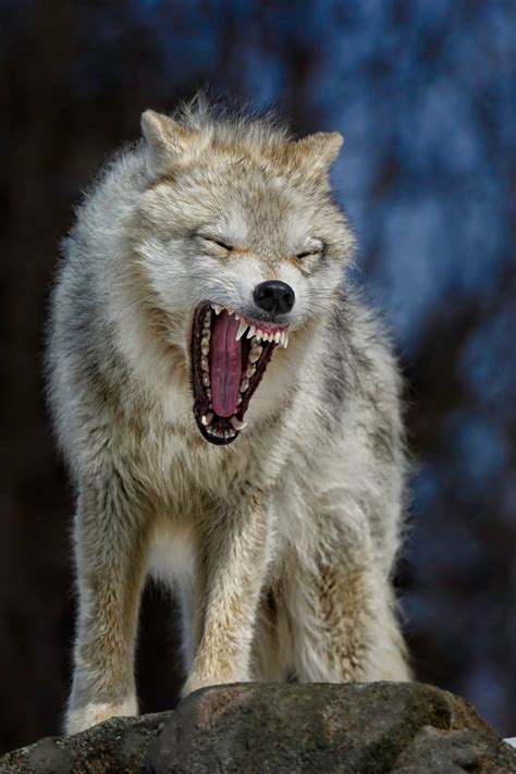 Angry like the Wolf by DanielParent - ViewBug.com