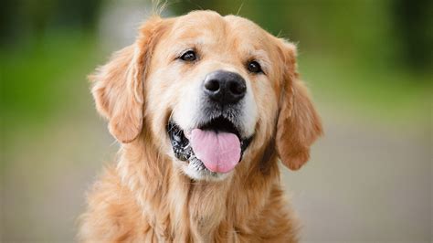 Raças De Cachorro Amarelo