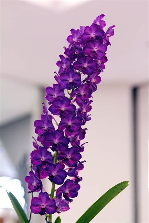 Check spelling or type a new query. Gambar : menanam, ungu, daun bunga, botani, Flora, anggrek ...