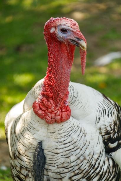 Turkey Portrait Free Stock Photo Public Domain Pictures