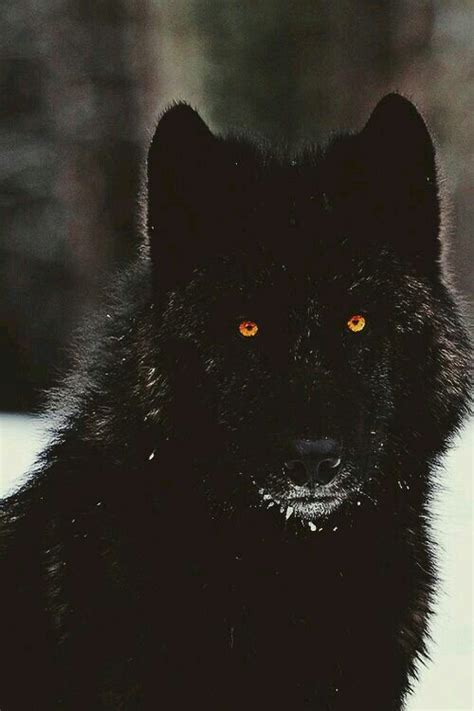 What Should Your Animagus Form Be Black Wolf Wolf Dog Beautiful Wolves