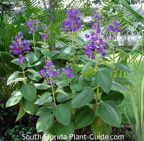 The flowers are small and pink or white; Tibouchina
