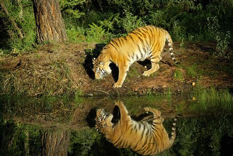 Siberian Tiger Reflection Photograph By Melody Watson Fine Art America