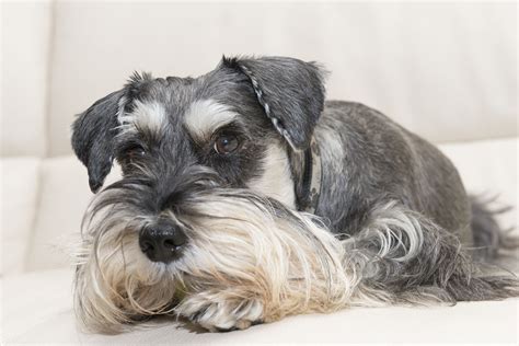 Litter allergies will be a constant nuisance to your cat, especially since they are exposed to the allergens in the the exact cause of litter allergies in cats will vary depending on the cat that is affected. Hypoallergenic Breeds for People With Dog Allergies