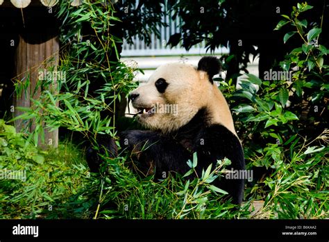 A giant panda in captivity Stock Photo - Alamy
