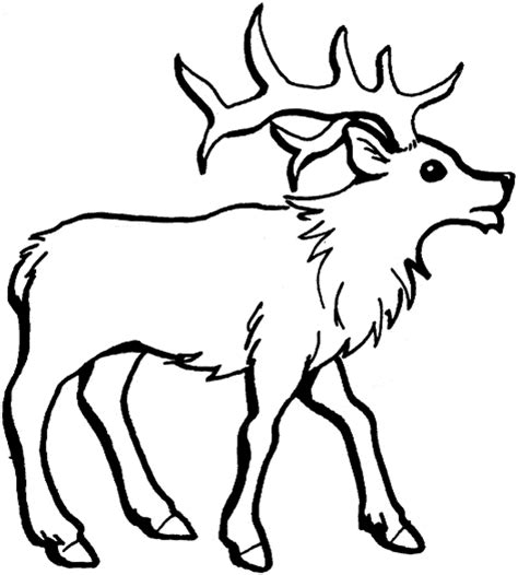 Deer Coloring Pages For Kids At Free Printable