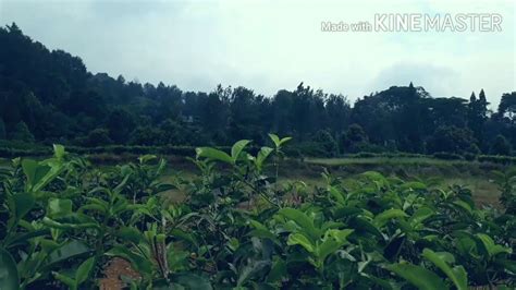 Objek wisata ini memiliki bentang alam mempesona dan dijaga kelestarian alamnya. Kawasan Wisata Kebun Teh di Puncak Cisarua Bogor - YouTube