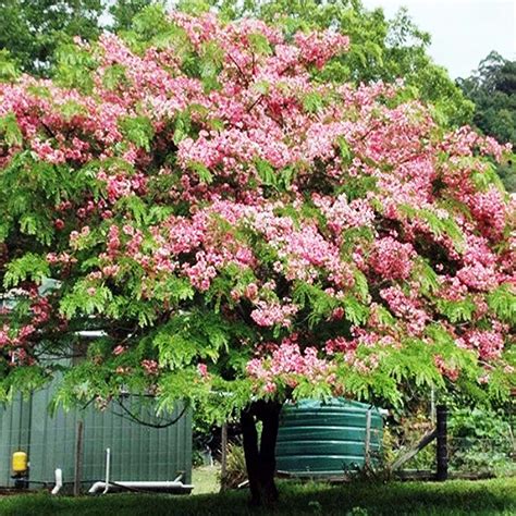 cassia nodosa apple blossom shower tree plants