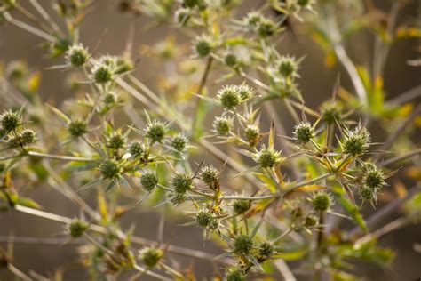 Free Images Macro Flower Summer Autumn Thorn Subshrub Flowering