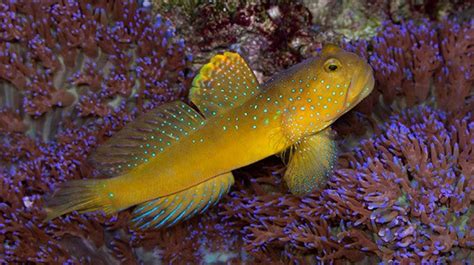 Buy Yellow Watchman Goby Online Saltwater Fish Sale Vivid Aquariums