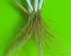 Fungsi akar pada tumbuhan secara umum baik akar tunggang maupun akar serabut adalah sebagai unsur utama dalam sistem transportasi pada tumbuhan, yaitu guna menyerap air dan unsur hara dari dalam tanah. Akar Tunjang Dan Akar Serabut