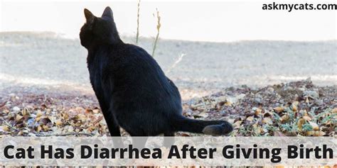 Cat Has Diarrhea After Giving Birth What Should You Do