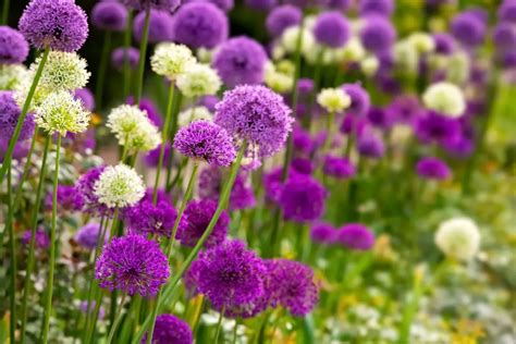 15 Marigold Companion Plants Garden Lovers Club