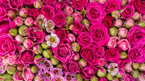 Papeis De Parede 3840x2160 Textura Rosas Cor De Rosa Flores Baixar Imagens