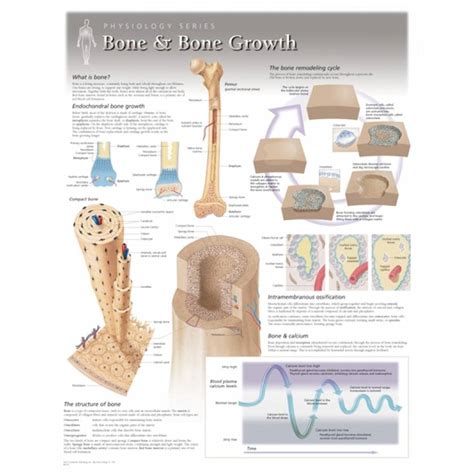 Scientific Publishing 8100l Bone And Bone Growth Chart Laminated