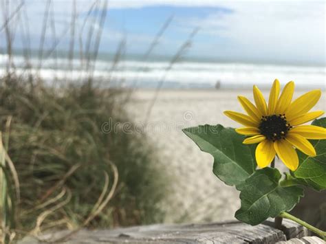 1822 Sunflower Beach Stock Photos Free And Royalty Free Stock Photos