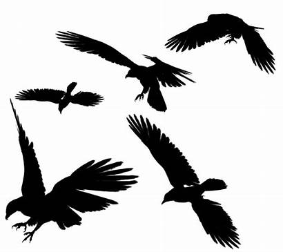 Raven Flying Ravens Eagle Bird Flight Clip