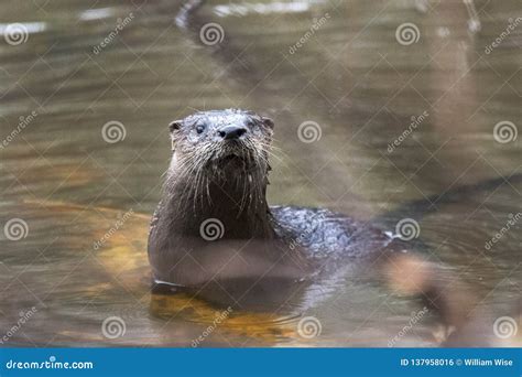 River Otter Swimming In Muddy Georgia Pond Usa Stock Photo Image Of
