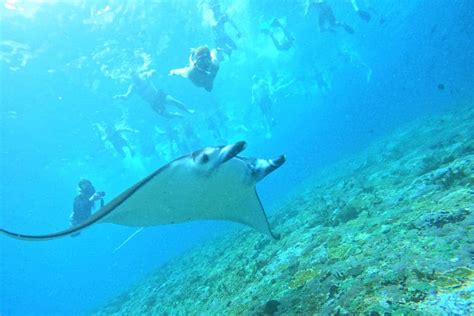 Nusa Lembongan Manta Ray And Sea Turtle Snorkeling Kayaking