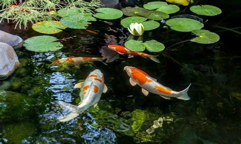 15 Best Pond Fish For Backyard Ponds And Stocking Ideas 2022