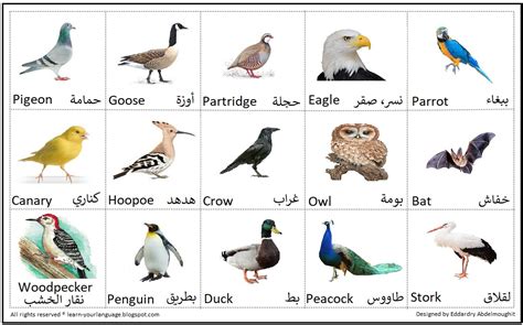 اسم طائر من عشر حروف