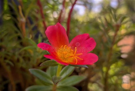 Purslane Roses Or Rose Moss Portulaca Grandiflora Stock Image Image