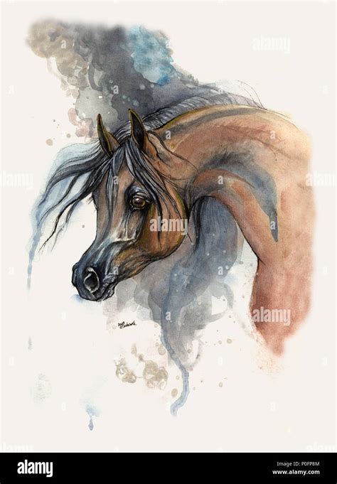 Watercolor Painting Of Bay Arabian Horse Stock Photo Alamy