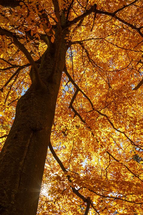 Beech Tree In Autumn Free Stock Photo Public Domain Pictures