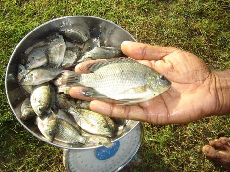 Fao Nile Tilapia Home