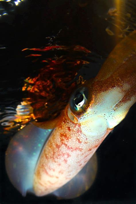 Free for commercial use no attribution required high quality images. Up close and personal with a Northern Calamari. | Fish pet ...
