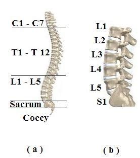 Your spine is a complex structure, made up of 33 individual bones (known as vertebra) stacked one on top of each other. Human Spine Structure. | Download Scientific Diagram