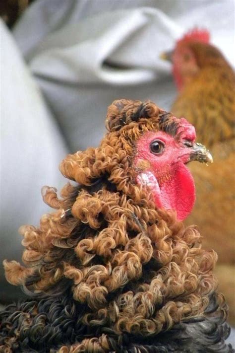 Amazing Frizzle Chicken Fancy Chickens Chickens And Roosters Pet