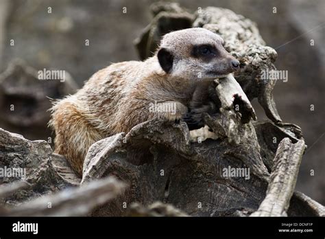 A Meerkat Lying Down Stock Photo Alamy