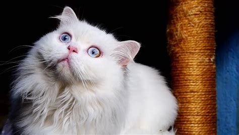 Beautiful White Persian Cat With Stock Footage Video 100