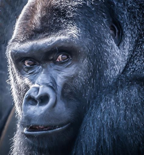 Gorilla Photograph By Richard Marquardt Pixels
