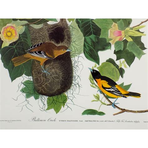 audubon s baltimore orioles framed print chairish