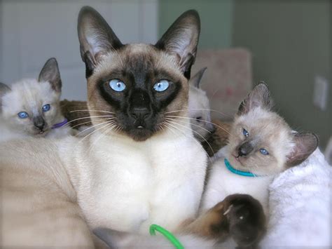 Adopting a free kitten is admirable, but not so free as you may think. Carolina Blues Cattery Siamese Kittens for Sale | Siamese ...