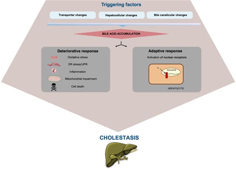 Mechanistic Basis Of Drug Induced Cholestasis Drug Induced Cholestasis